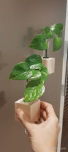 Load and play video in Gallery viewer, Test Tube Vase with Magnets &amp; Money Plants - Set of 2

