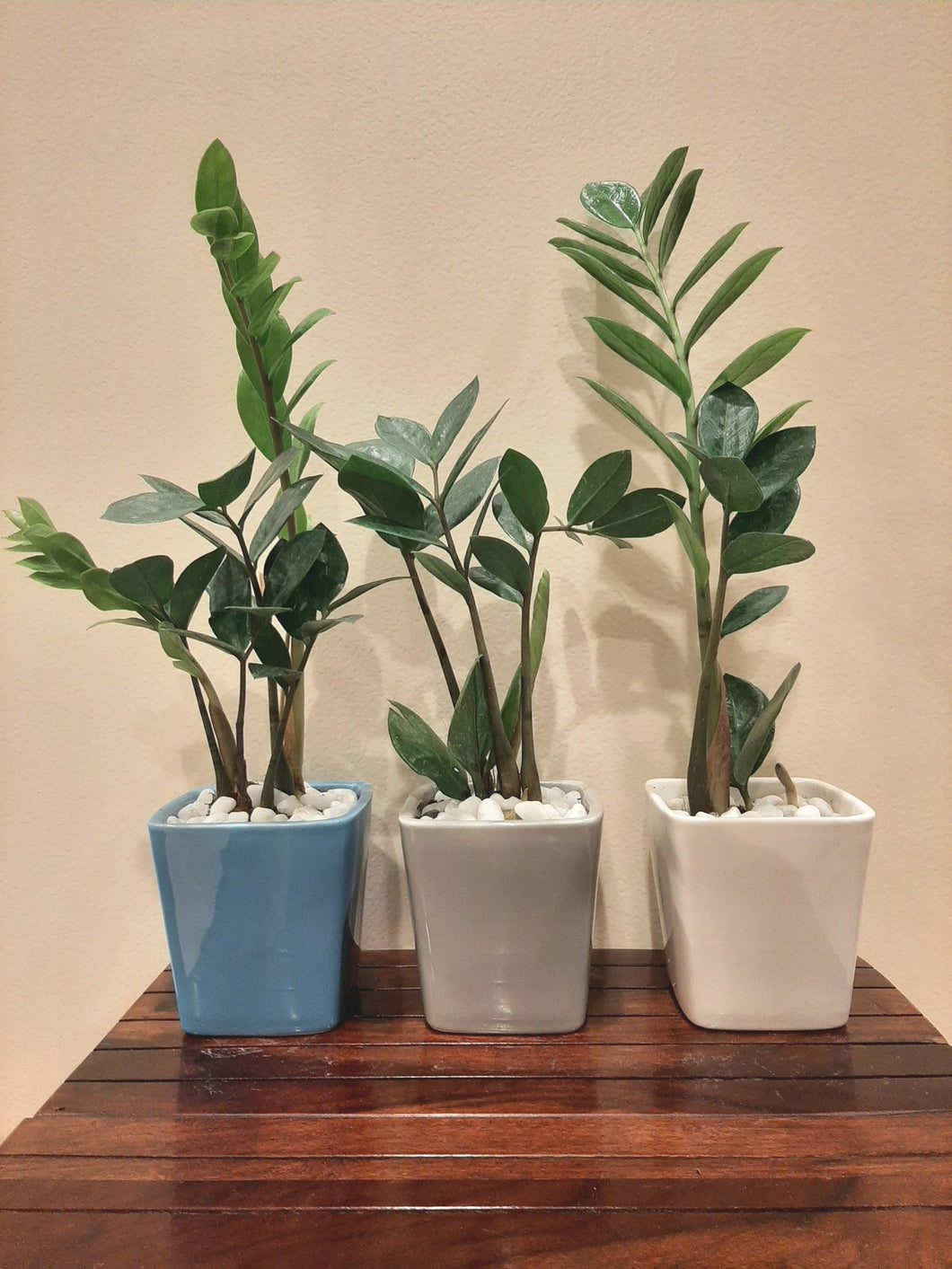 ZZ Plant Square Ceramic Pot - Set of 3