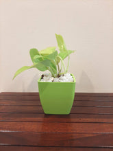 Load image into Gallery viewer, Money Plant PVC Pot - Single
