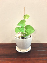 Load image into Gallery viewer, Money Plant Round Ceramic Pot - Single
