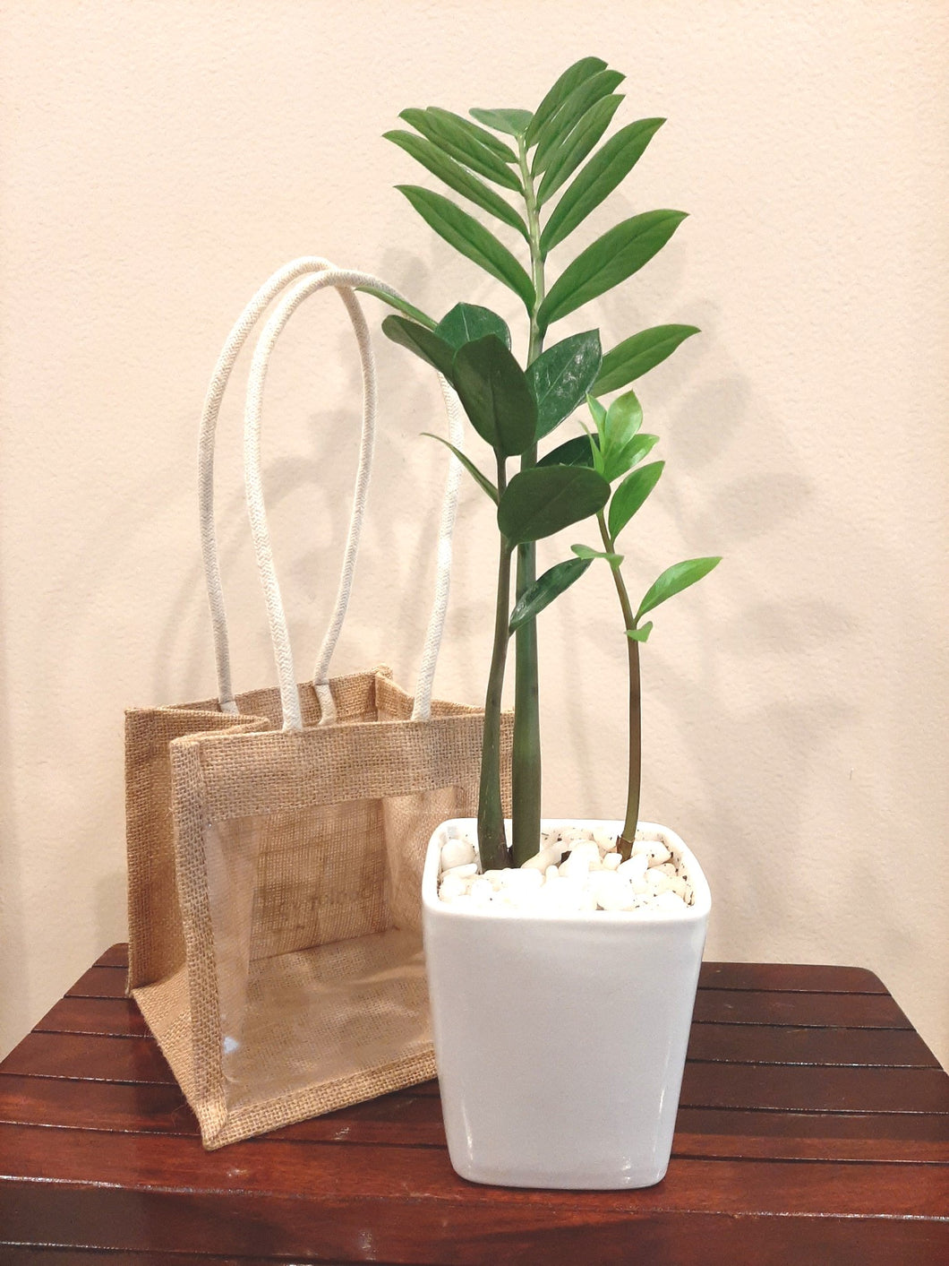 ZZ Plant Square Ceramic Pot - Single