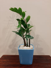 Load image into Gallery viewer, ZZ Plant Square Ceramic Pot - Single
