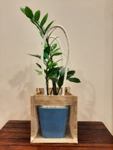 Load image into Gallery viewer, ZZ Plant Square Ceramic Pot - Single
