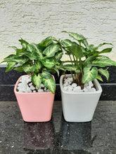Load image into Gallery viewer, Syngonium Plant Small with Square Ceramic Pot - Set of 2
