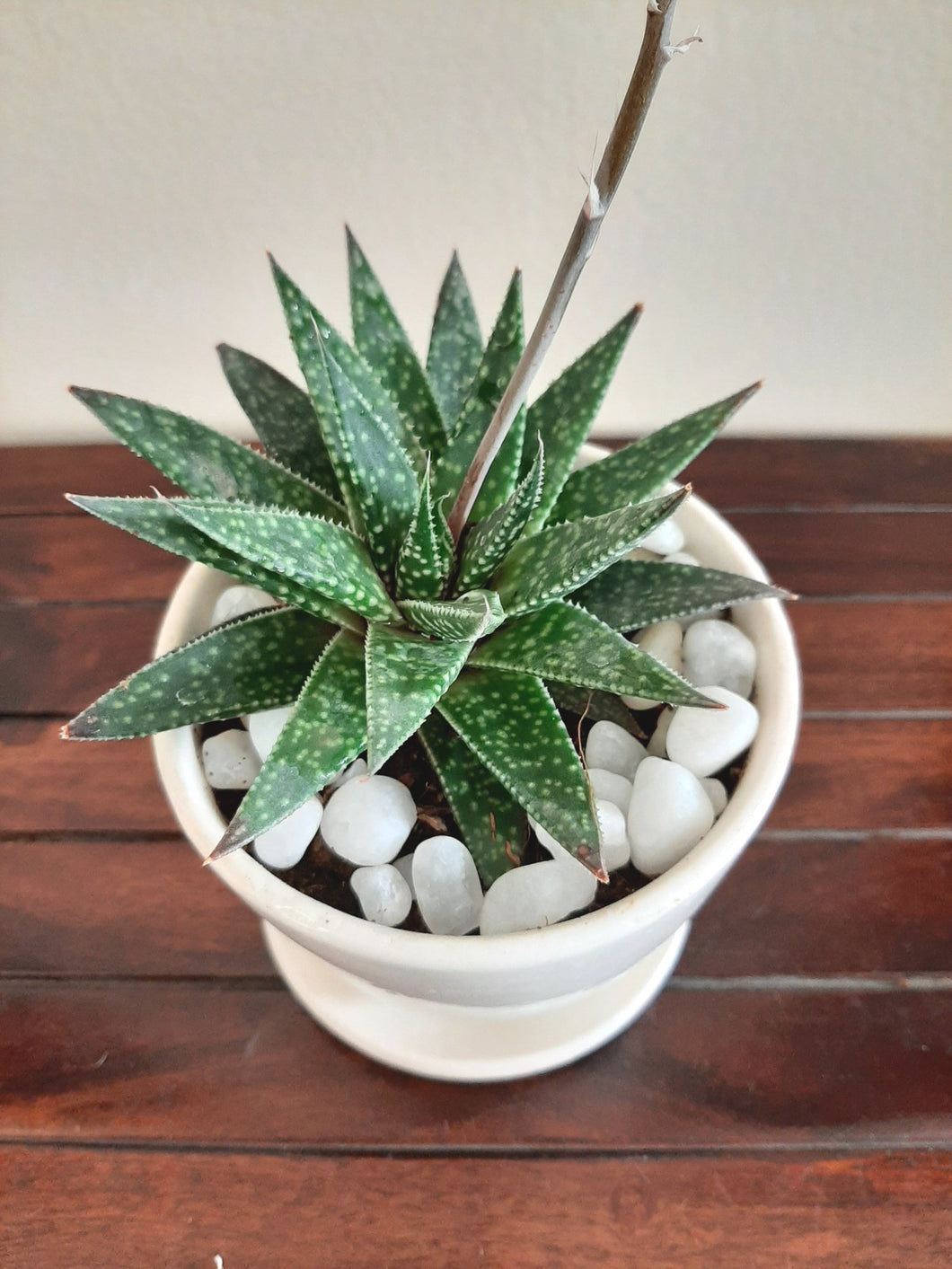 Succulent Haworthia - Round Ceramic Pot - Single