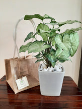 Load image into Gallery viewer, Syngonium Plant Square Ceramic Pot - Single
