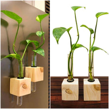Load image into Gallery viewer, Test Tube Vase with Magnets &amp; Money Plants - Set of 2
