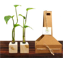 Load image into Gallery viewer, Test Tube Vase with Magnets &amp; Money Plants - Set of 2
